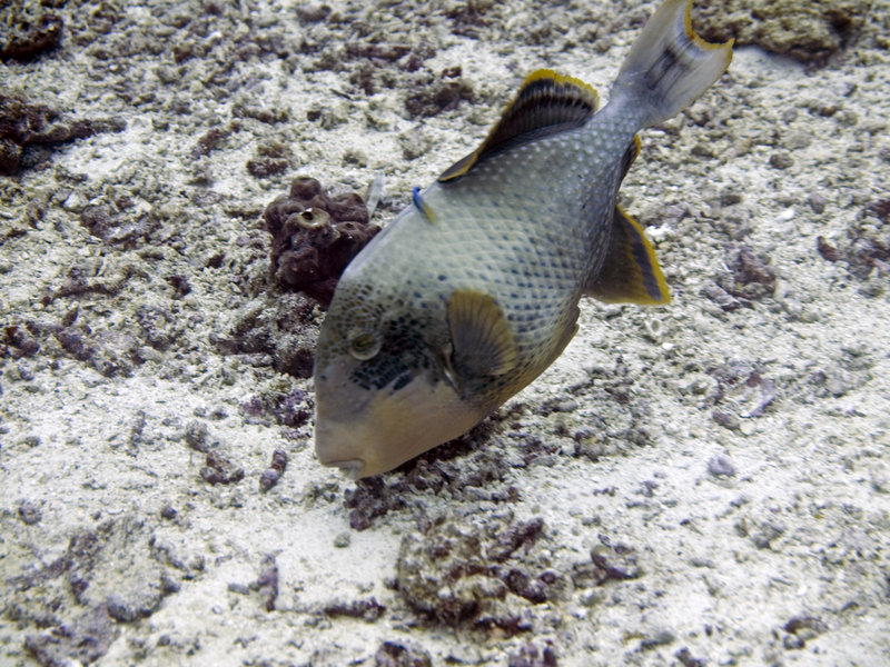 Turtle Patch, Yellow Margin Triggerfish